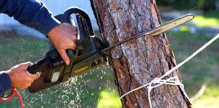 Best Lawn Maintenance Plans  in Rodeo, CA