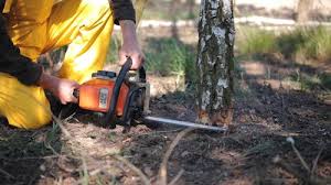 Best Grass Overseeding  in Rodeo, CA