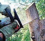 Best Tree Maintenance Programs  in Rodeo, CA