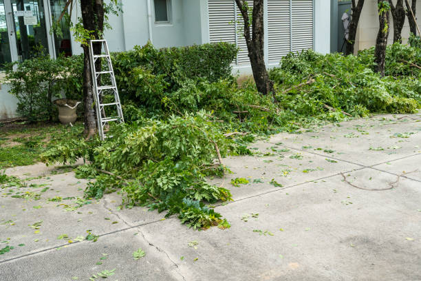Best Tree Preservation Services  in Rodeo, CA