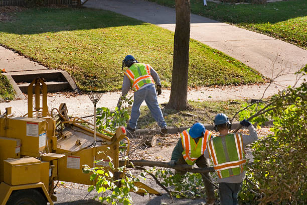Best Lawn Pest Prevention  in Rodeo, CA
