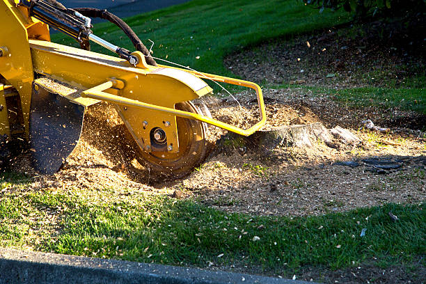 Best Emergency Tree Removal  in Rodeo, CA