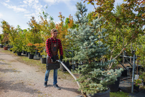 Best Arborist Consultation Services  in Rodeo, CA