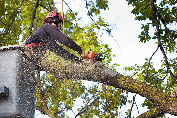 How Our Tree Care Process Works  in  Rodeo, CA